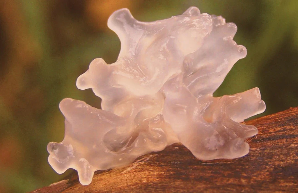 🌿 Tremella Mushrooms: The Snowy Secret to Glowing Skin